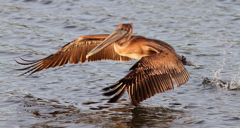 Young Brown Pelican Makes A Splash