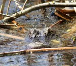Alligator Lurking in the&nbsp;Swamp