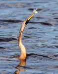 Anhinga Fishing