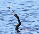 Anhinga Fishing