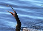 Anhinga Fishing