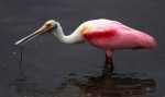 April Spoonbill in Salt&nbsp;Marsh