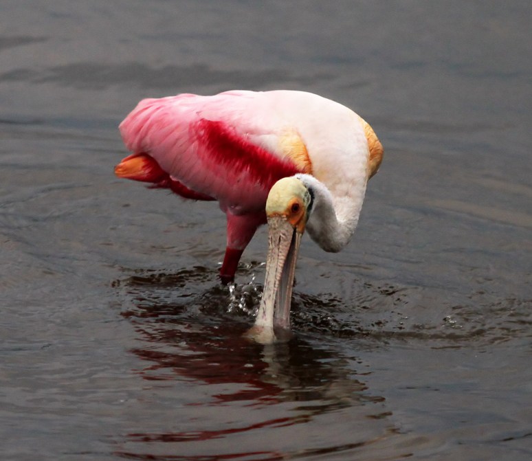 April Spoonbill in Salt Marsh 
