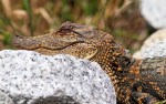 Baby Alligator at the Edge of the&nbsp;Pond