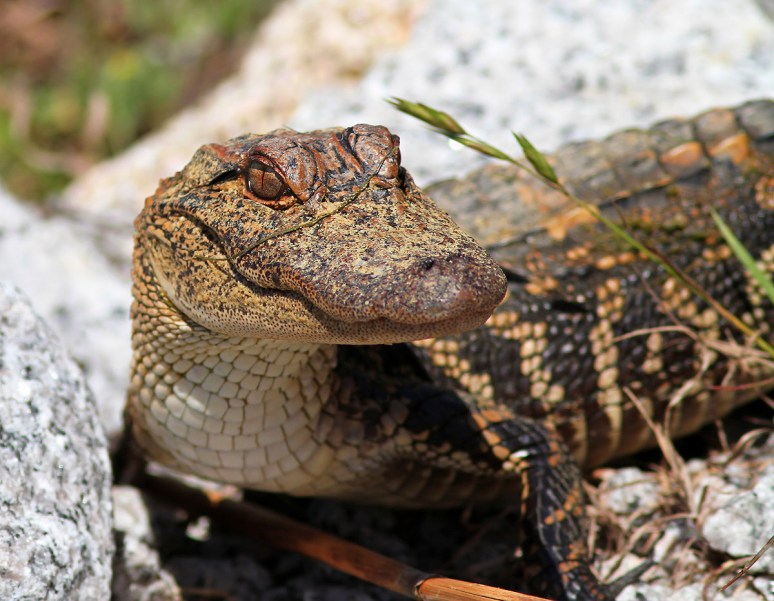 Baby Alligator at the Edge of the Pond 