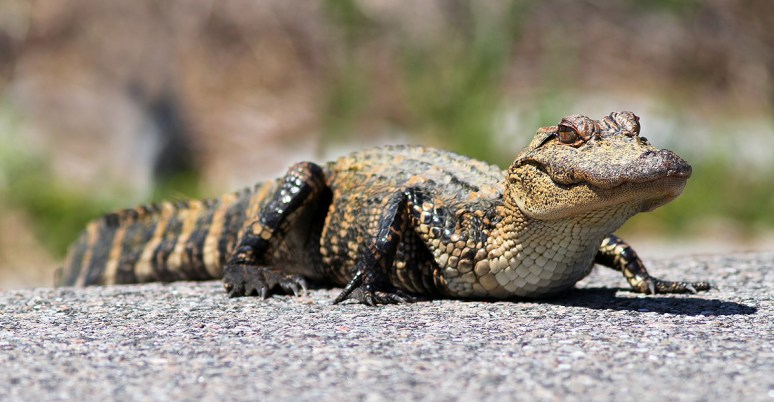 Baby Alligator at the Edge of the Pond 