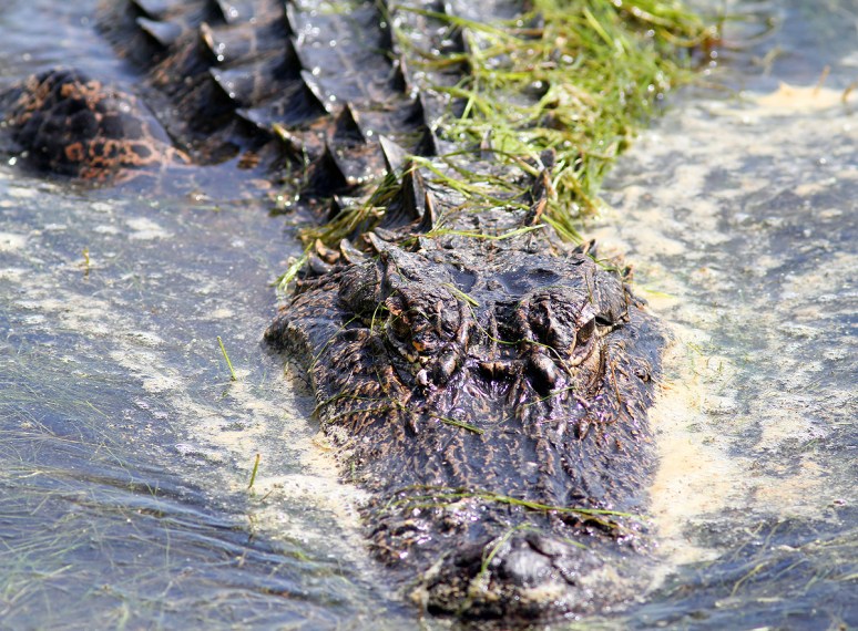 Baby Alligator at the Edge of the Pond 