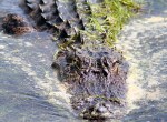 Baby Alligator at the Edge of the&nbsp;Pond