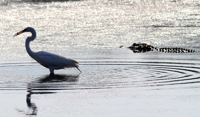 Egret and Alligator 