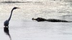 Egret and Alligator