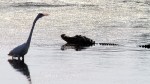 Egret and Alligator