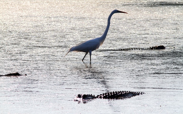 Egret and Alligator 