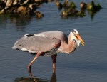 GBH Fishing in the Salt&nbsp;Marsh