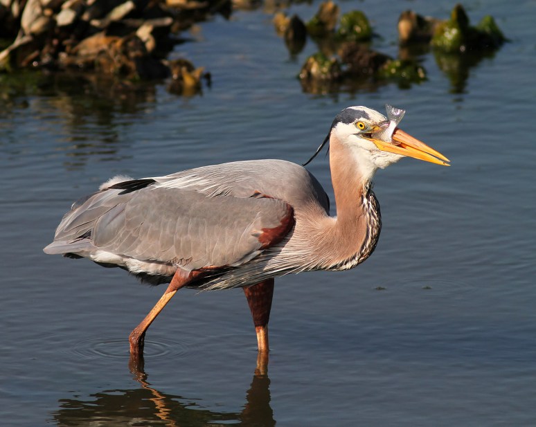 GBH Fishing in the Salt Marsh 