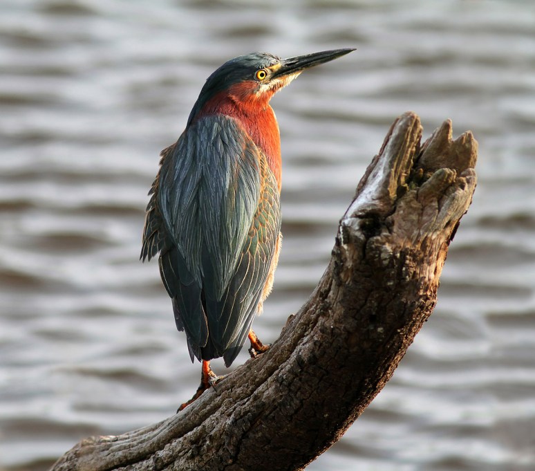 Green Heron at Edge of Marsh Pond