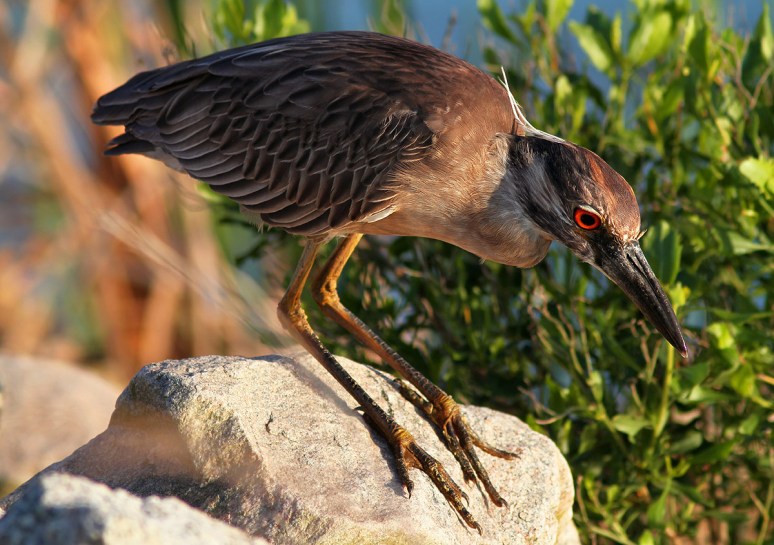 Juvenile Yellow Crowned Night Heron 