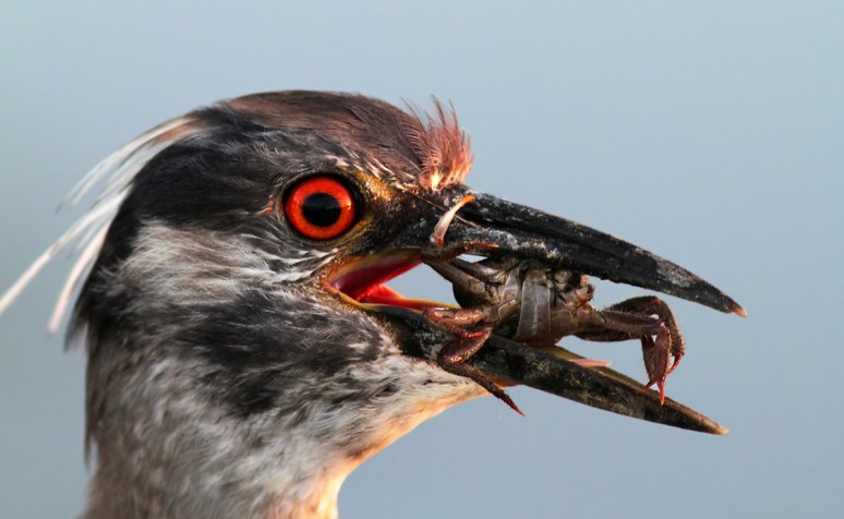 Juvenile Yellow Crowned Night Heron 