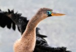 Mrs Anhinga