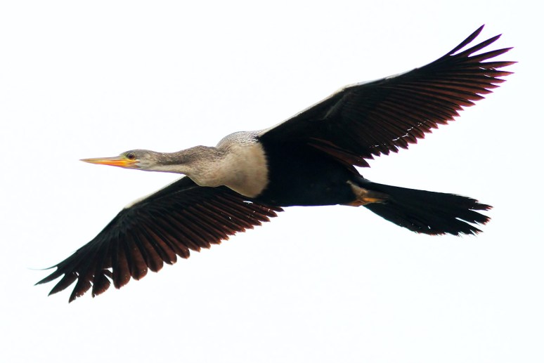 Mrs Anhinga 