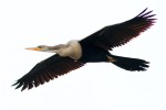 Mrs Anhinga