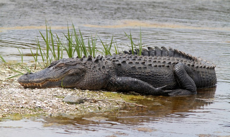 Sleeping Like A Baby