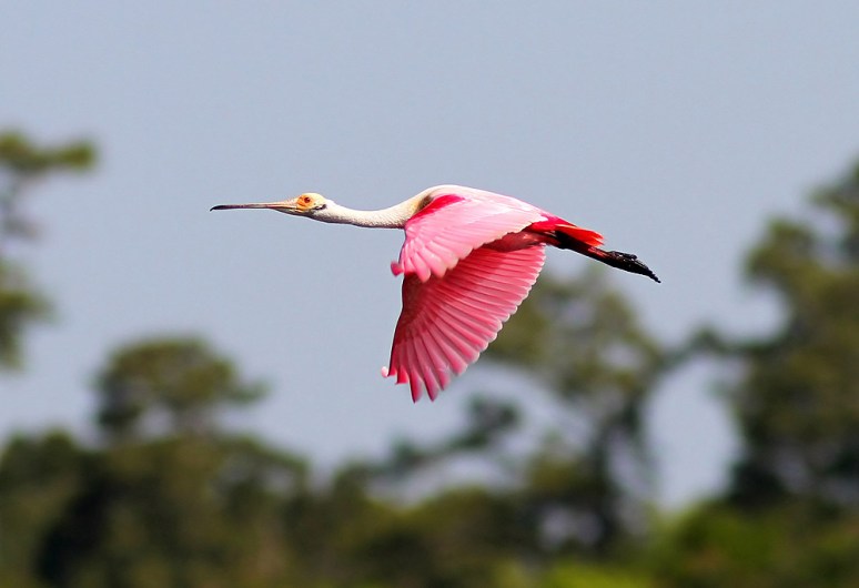 Spoonbill Flight Across the Salt Marsh 