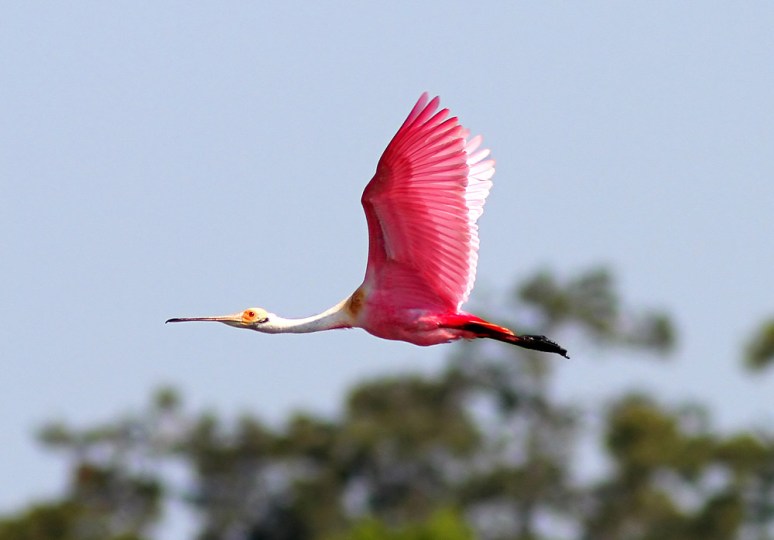 Spoonbill Flight Across the Salt Marsh 
