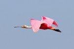 Spoonbill Flight Across the Salt&nbsp;Marsh