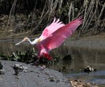 Spoonbill Incoming