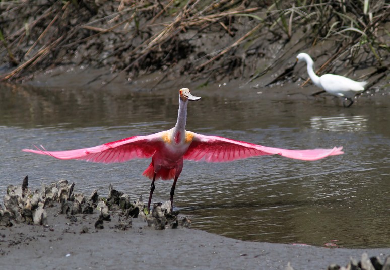 Spoonbill Leaving the Salt Marsh 