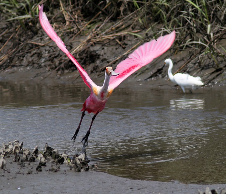 Spoonbill Leaving the Salt Marsh 