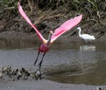 Spoonbill Leaving the Salt&nbsp;Marsh