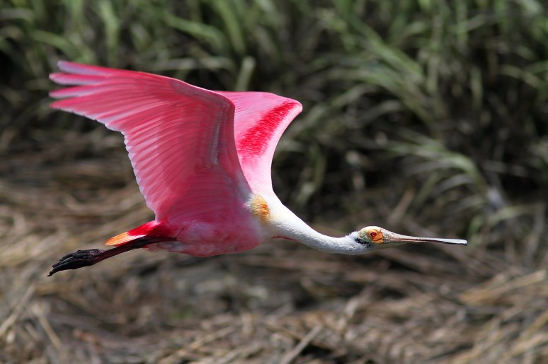 Spoonbill Leaving the Salt Marsh 