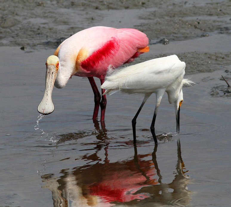 Spoonie and Snowball 