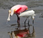 Spoonie and Snowball