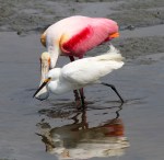 Spoonie and Snowball