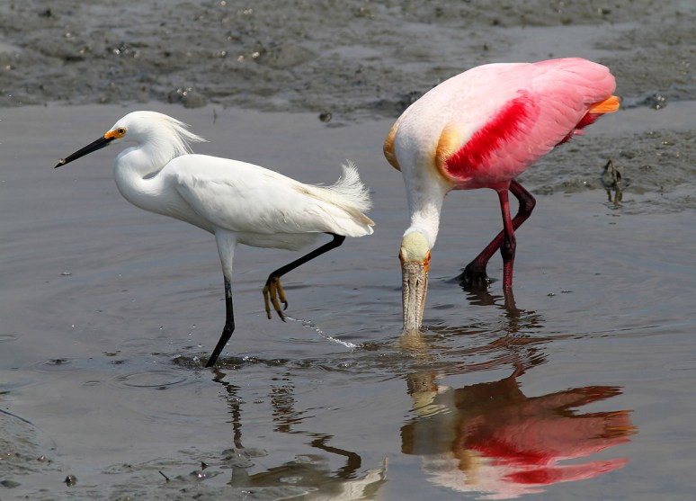 Spoonie and Snowball 