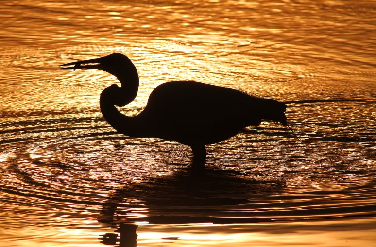 Sunset Silhouette of Egret Fishing