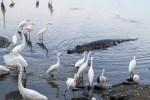 Alligator and Egrets
