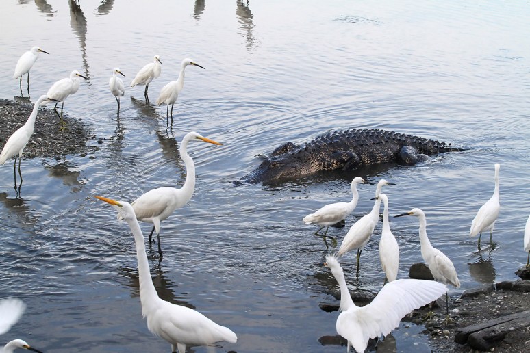 Alligator and Egrets 