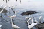 Alligator and Egrets