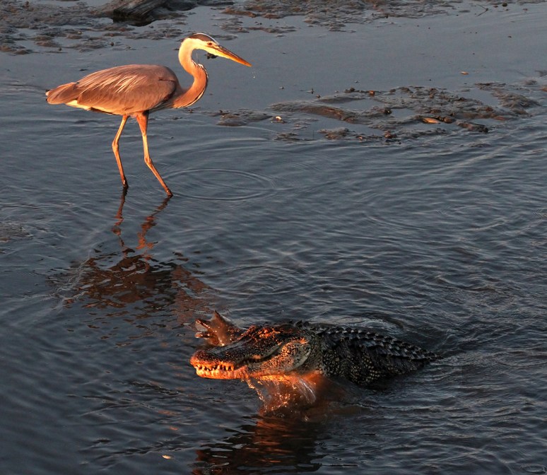 Alligator and GBH Fishing in Salt Marsh 