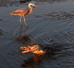 Alligator and GBH Fishing in Salt&nbsp;Marsh
