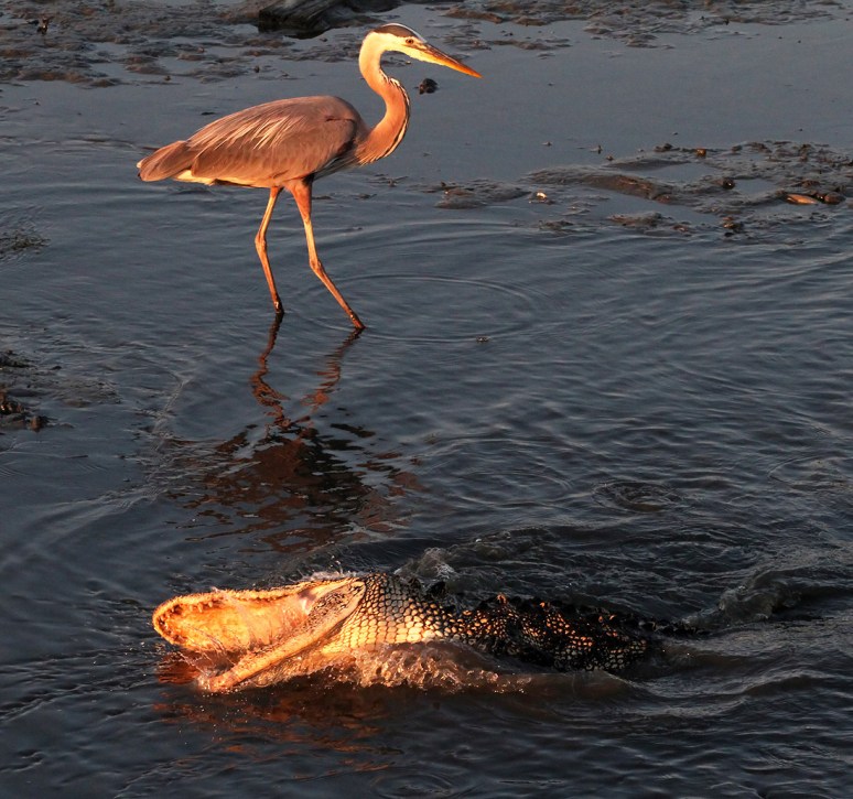 Alligator and GBH Fishing in Salt Marsh 