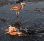 Alligator and GBH Fishing in Salt&nbsp;Marsh