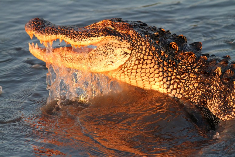 Alligator Fishing in Salt Marsh
