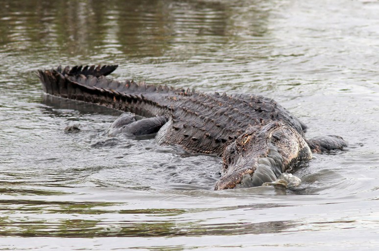 Alligator Straining Water 