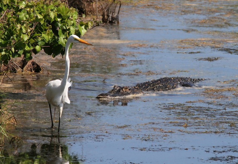 Alligator Watching Egret