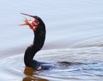 Anhinga Fishing and&nbsp;Drying