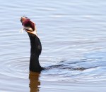 Anhinga Fishing and&nbsp;Drying